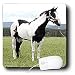 Horse - Paint Horse - Mouse Pads Image