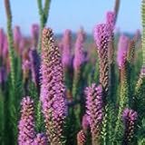 Prairie Blazing Star (Liatris pycnostachya) - Jumbo Wildflower Seed Packet