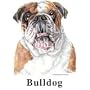 Bulldog Womens Scoop Neck T-Shirt