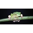 Tree Frog - Rear Window Graphic 18" x 52"