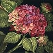 Hydrangea Bloom 14x14 Needlepoint Kit