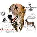 Greyhound Adult T-Shirt
