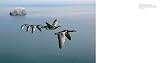 picture of Earthflight