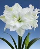 Amaryllis Hippeastrum White House Flower Bulb 28/30cm 31RBEuADOML. SL160 Amaryllis Hippeastrum White House Flower Bulb 28/30cm