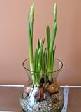 12 Large Ziva Paperwhite Daffodil Flower Bulbs