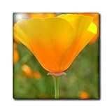 31RBhPxdihL. SL160  California Poppy Orange Flower Floral Photography Nature   12 Inch Ceramic Tile