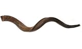 44 XLarge Yemenite Kudu Horn Natural Shofar, with Free Anti Odor Spray, Made in Israel