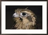 A close view of a brown falcon Framed Art Poster Print by Jason Edwards, 29x21