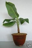 LOUSBONSAINURSERY BANANA BONSAI TREE (REAL BANANAS)