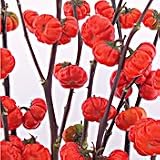 Organic Pumpkin On A Stick Ornamental Eggplant - 25 Seeds - B001GUS3SE