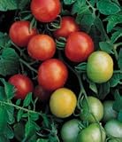 Gardener's Delight Tomato 130 Seeds
