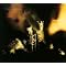 grunge-platten f�r die ewigkeit