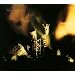 Riot Act