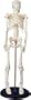 Tiny Tim Skeleton