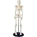 Tiny Tim Skeleton