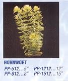 PP812 HORNWORT 8IN AQUASCAPR 6