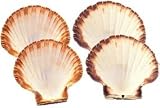 Natural Baking Shells - Large