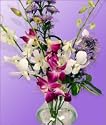 Outstanding Orchids