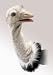 Folkmanis Ostrich Stage Puppet
