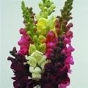 SEED BARGAINS: Antirrhinum Rocket Mixed (Approx 50 Commercial Grade Seeds)