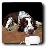 Dogs English Springer Spaniel - English Springer Spaniel - Mouse Pads