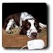 Dogs English Springer Spaniel - English Springer Spaniel - Mouse Pads