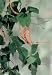 BEAN & PEA PLANT SUPPORT NETTING 11M X 2M