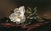 Magnolia Grandiflora by Martin Johnson Heade Fine Art Print / Poster 28.00 x 20.00 in...