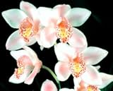 Cym. Radiant Beam 