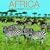 Africa Calendar: A Photographic Journey Through the Land of Safari