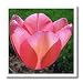 Red Easter Tulip Flower Floral Photography Easter - 6x6 Iron On Heat Transfer For White Material
