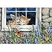 Gold Collection Petite Feline Love Counted Cross Stitch Kit: 7x5 18 Count