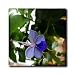 Africia Butterfly Bush Flower Blue Tropical Flower - 6 Inch Ceramic Tile