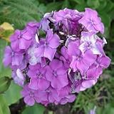 Garden Phlox (Phlox paniculata) - Jumbo Wildflower Seed Packet