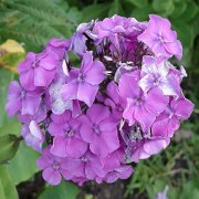 Garden Phlox (Phlox paniculata) - Jumbo Wildflower Seed Packet