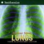 Lungs: Your Respiratory System