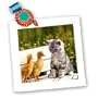 Cats - Kitten and Duck - Quilt Squares