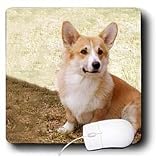 Dogs Corgi - Pembroke Welsh Corgi - Mouse Pads