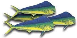 Mahi Mahi Fillet, 1 Pound