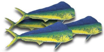 Mahi Mahi Fillet, 1 Pound by Fresh Choice Seafood