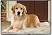 Decorative Pet Floormat - Golden Retriever Porch - Canine Dog Mat