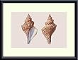 Art Poster Metal Framed Print - Shells - Artist: unknown- Poster Size: 11 X 15