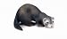Schleich Ferret