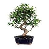 BonsaiOutlet Bonsai Tree - - Golden Gate Ficus BonsaiOutlet Bonsai Tree - - Golden Gate Ficus