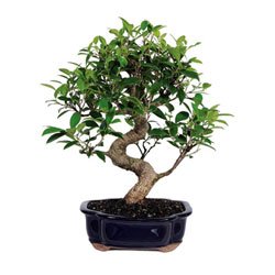 BonsaiOutlet Bonsai Tree - - Golden Gate Ficus