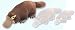Stuffed Platypus 14