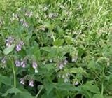 Comfrey Herbal Tea