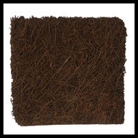 Tree Fern Mount - 10 inch