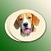 Beagle Coasters - 4 Pack