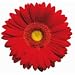 Red Gerbera Daisy Diecut Magnet